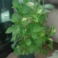 هدیه روز مادر|گل و گیاه طبیعی|کرمانشاه, |دیوار