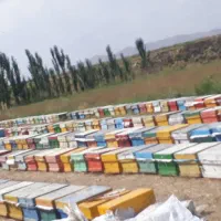 عسل طبیعی