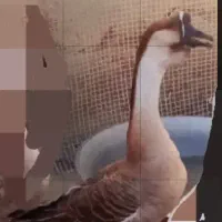 قوغازآفریقایی