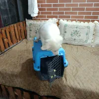 یک قلاده توله سگ