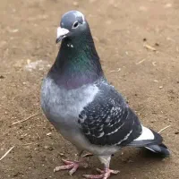 کفتر دانه ۱۸۰