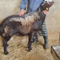 گوسفند|حیوانات مزرعه|تهران, افسریه جنوبی|دیوار