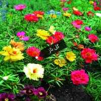 بذرگل های فصلی