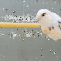 سهره و قناری فروشی