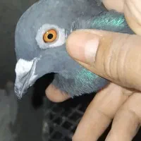 دهلران‌دشت‌عباس