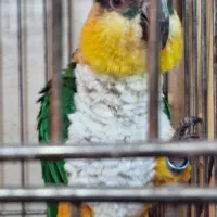 طوطی کایک نر پنج ساله|پرنده|تهران, جیحون|دیوار