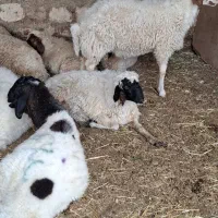 بره