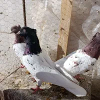 فروش کبوتر|پرنده|بجستان, |دیوار