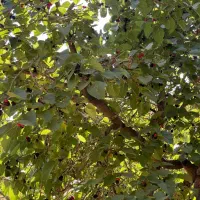 باغ روستای ازغد طرقبه|فروش زمین و ملک کلنگی|مشهد, آزادشهر|دیوار