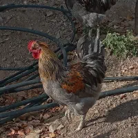 تعدادی خروس خاص و تک|حیوانات مزرعه|زنجان, |دیوار