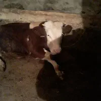 گوساله نر