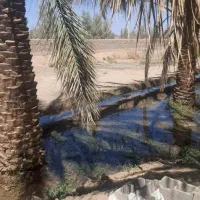 چهار هکتار زمین کشاورزی حدود دویست عدد درخت خرما|فروش دفتر صنعتی، کشاورزی، تجاری|زاهدان, |دیوار