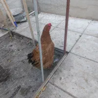 مرغ جوان