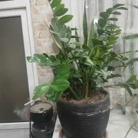 گلدان زاموفیلیا