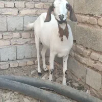 بز وگتاچ
