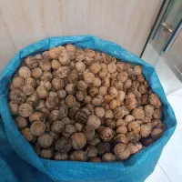 گردو چرب ایرانی