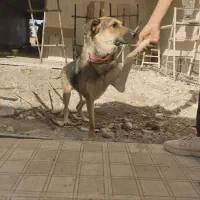 سگ دوبرمن ژرمن