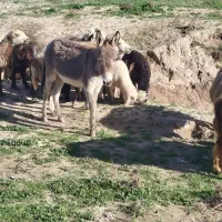 کره خرگله ای آروم