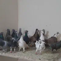 کفتر یا کبوتر پرشی