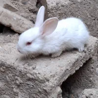 خرگوش
