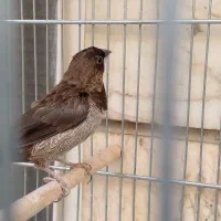 فنچ نره بنگالی پولک درشت