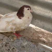 کفتر خال دم|پرنده|شیروان (خراسان), |دیوار