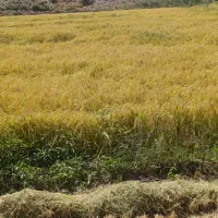 برنج درجه یک‌‌علی‌کاظمی‌میانه‌