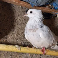 2عدد کبوتر تضمینی نر و ماده|پرنده|خان ببین, |دیوار