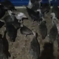 جوجه بوقلمون برنز انگلیس