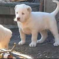 ۲عد توله نسل دار