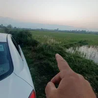 6000هزارمتر-مربع-شالیزار