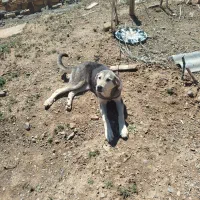 طوله پژدر ماده