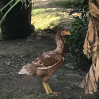 ۵ عدد مرغ و خروس لاری با ۵ عدد بوقلمون ماده