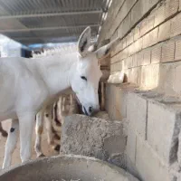 شیرالاغ خالص(حضوری،غیر حضوری و ارسال)|خوردنی و آشامیدنی|کرمانشاه, |دیوار