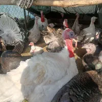 بوقلمون فروشی|حیوانات مزرعه|جیرفت, |دیوار