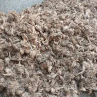 خریدو فروش پیاززعفران