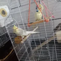 باسلامجوجهعروسهلندیرامدستیلوتینوخاکستری|پرنده|جیرفت, |دیوار