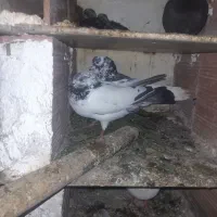 چند جفت کبوتر پرشی