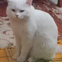 گربه بریتیش