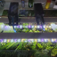 فروش اکواریوم با تمام وسایلاش|ماهی|نقده, |دیوار