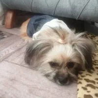 واگذاری سگ|سگ|شیراز, کفترک|دیوار