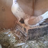 کبوتر|پرنده|جوادآباد, |دیوار