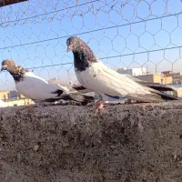 کبوتر کله دار|پرنده|کبودرآهنگ, |دیوار