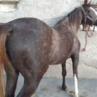 خرید و فروش اسب باری و سواری