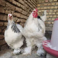 برهما لایت نیمچه|حیوانات مزرعه|لاهیجان, آهندان|دیوار