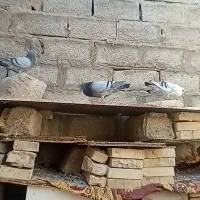 پلاکی اصل|پرنده|اهواز, بهارستان|دیوار