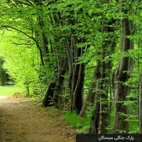سفر یک روزه به جنگل سیسنگان