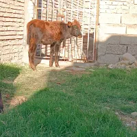 ۳راس گوساله ماده|حیوانات مزرعه|گنبد کاووس, |دیوار
