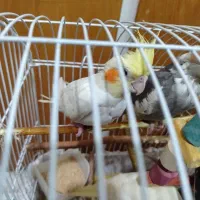 عروس هلندی|پرنده|قم, شهرک امام حسن|دیوار