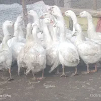 قوغاز|حیوانات مزرعه|میاندوآب, |دیوار